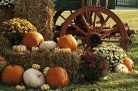 bigstock-Autumn-Pumpkins-and-Mum-Displa-49377101
