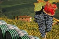 bigstock-Chianti-vineyard-in-Tuscany-I-39493120